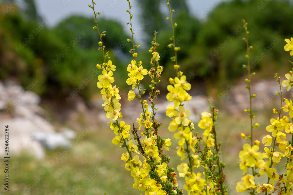 Yellow wildflower with its unique beauty, with stones and greenery in the background Yellow wildflower with its unique beauty, with stones and greenery in the background