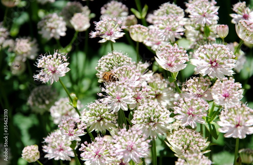 Close up of white-green flowers with a reddish shade of great masterwort (Astrantia major)