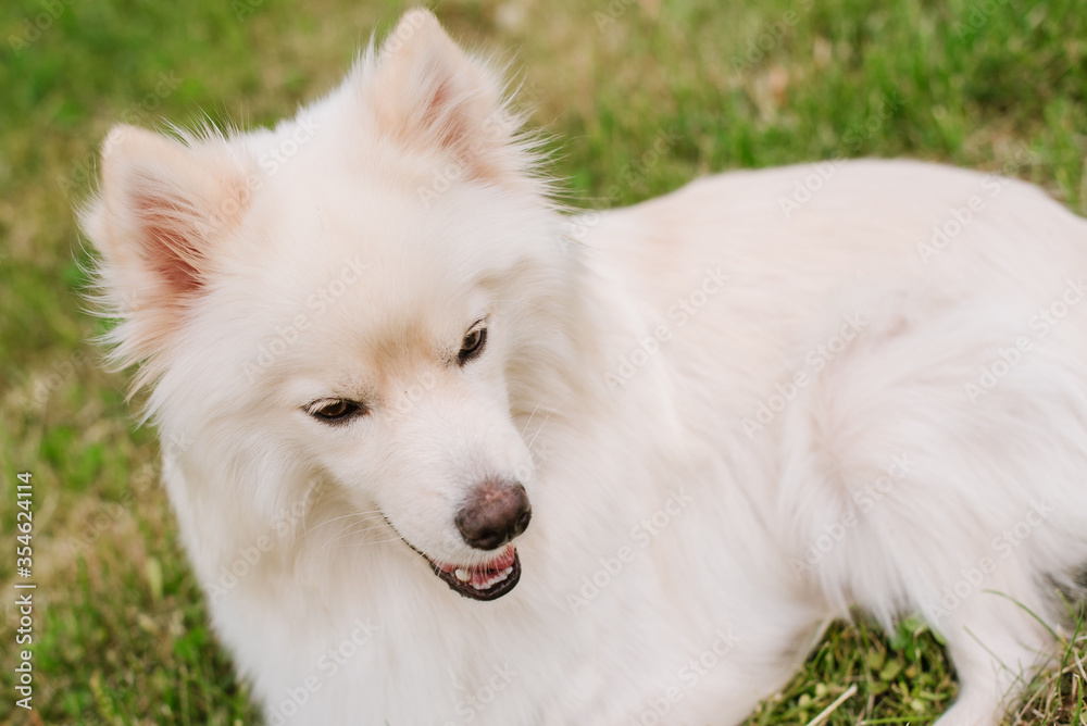 White adult dog of Pomsky breed sitting on green grass at the park White adult dog of Pomsky breed sitting on green grass at the park
