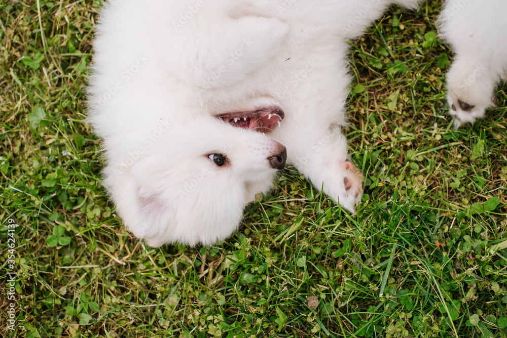 White little puppies playing on green grass during walking in the park. Adorable cute Pomsky Puppy dog , a husky mixed with a pomeranian spitz White little puppies playing on green grass during walking in the park. Adorable cute Pomsky Puppy dog , a husky mixed with a pomeranian spitz