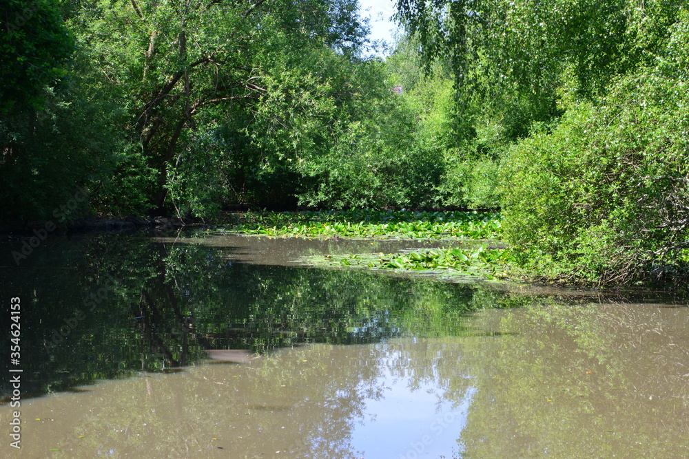 A pond in Horley, Surrey in June with Yellow water lilies.