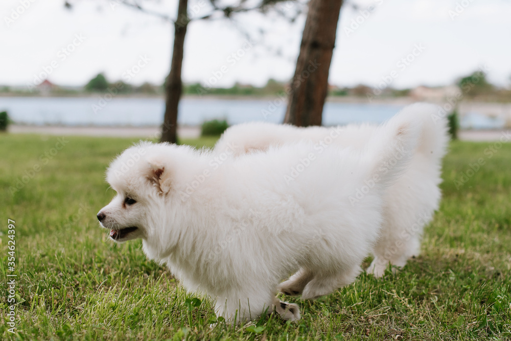 White little puppies playing on green grass during walking in the park. Adorable cute Pomsky Puppy dog , a husky mixed with a pomeranian spitz