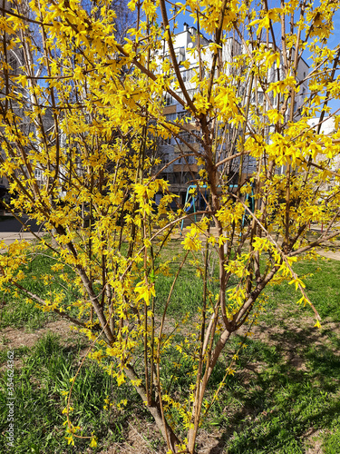 Tree branch with yellow flowers.
