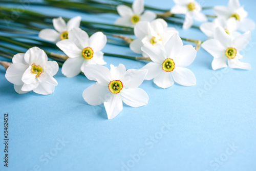 Bouquet of white flowers daffodils on blue background  copy space