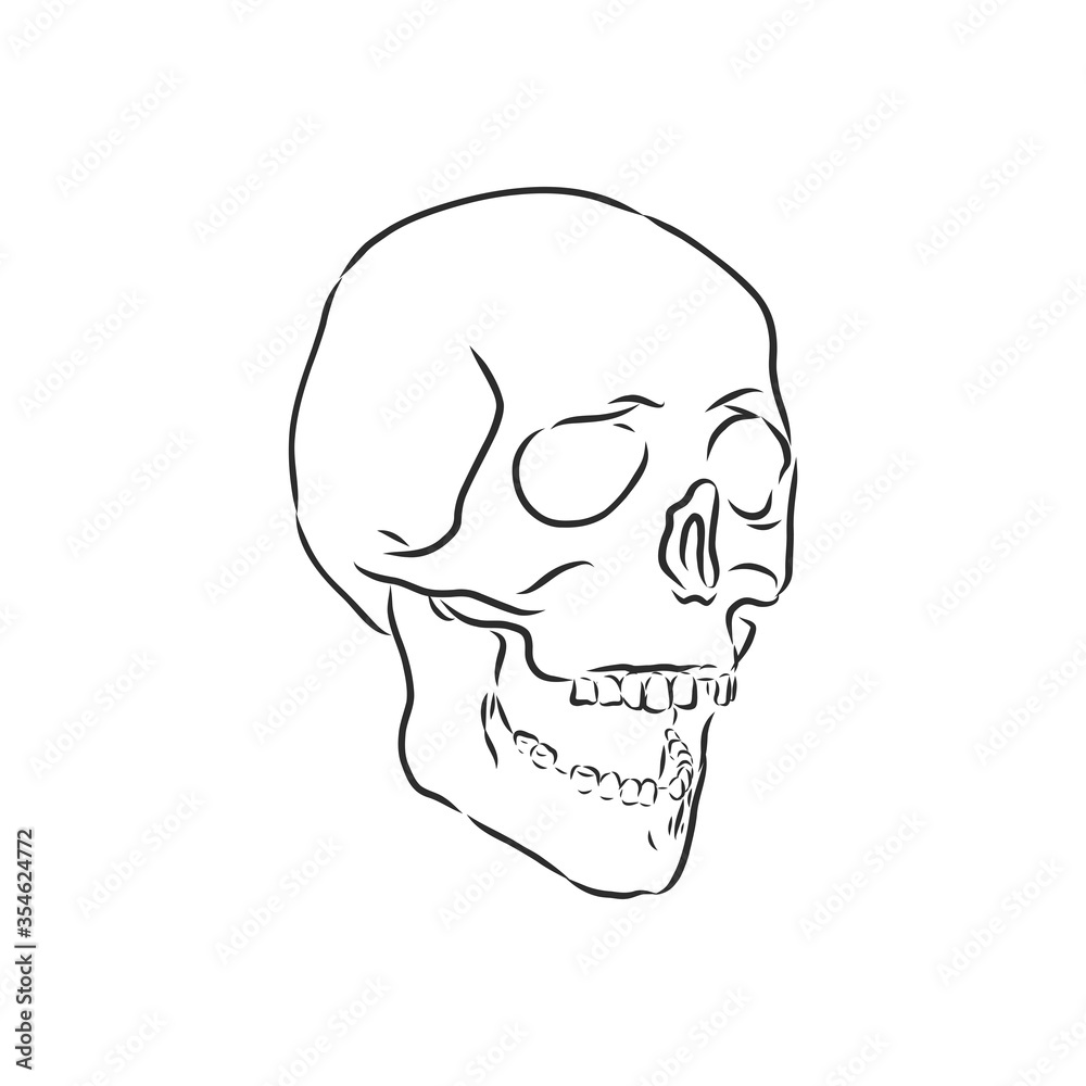 Hand painting of human skull. human skull, vector sketch illustration Hand painting of human skull. human skull, vector sketch illustration