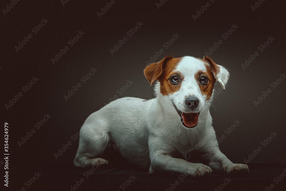 Jack Russell Terrier Dog. Studio shot.