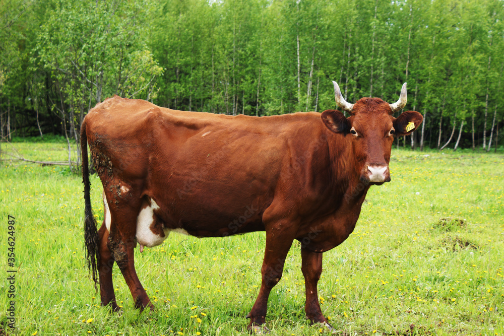 A brown cow grazes in a green flowering meadow A brown cow grazes in a green flowering meadow
