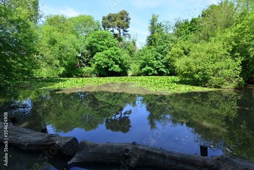A pond in Horley  Surrey in June with Yellow water lilies.