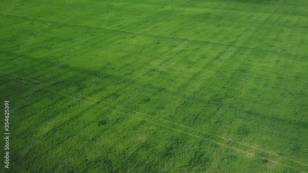 Aerial view industrial crops fields growing fresh produce outdoor under blue sky California rural farming countryside. Plantation from up above, top view crop lines texture