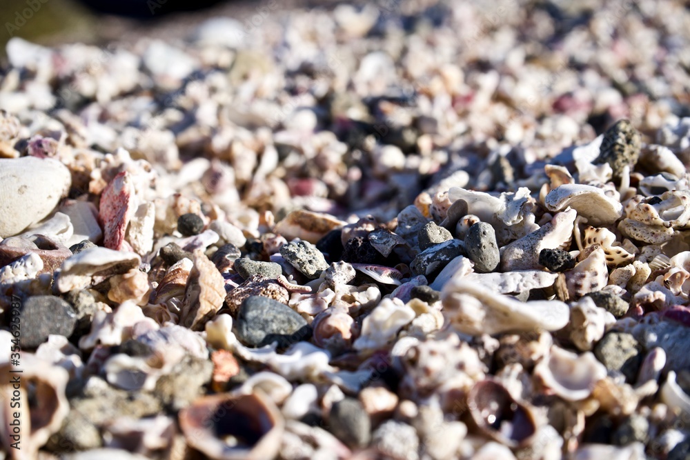 A lot of sea shells in Japanese shore.