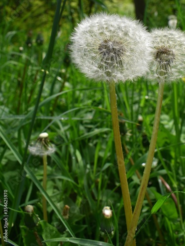 Background with white dandelions and blurred grass. Floral macro of blowballs