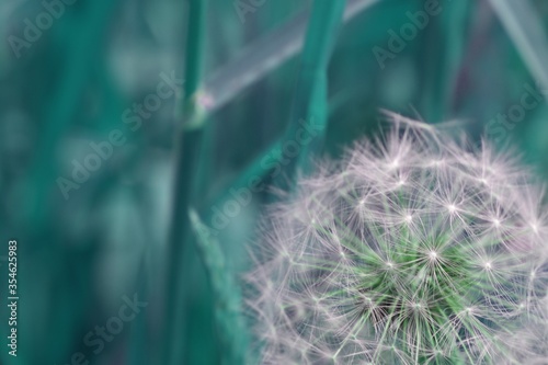Background with white dandelions and blurred grass. Floral macro of blowballs