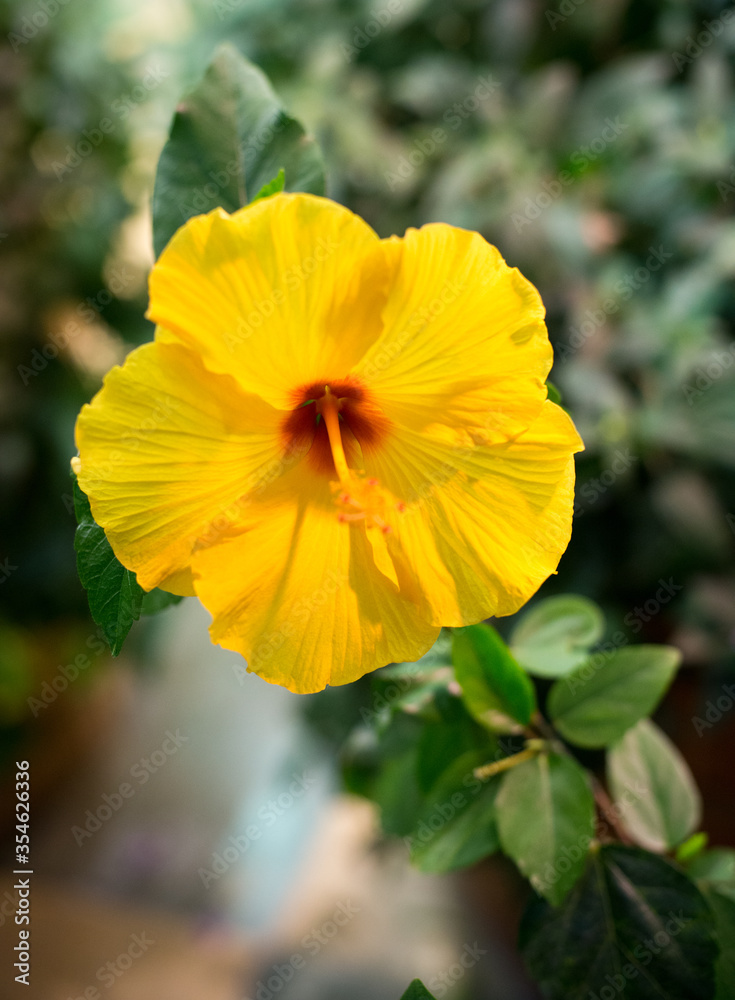 yellow hibiscus in a botanical garden on a green background yellow hibiscus in a botanical garden on a green background