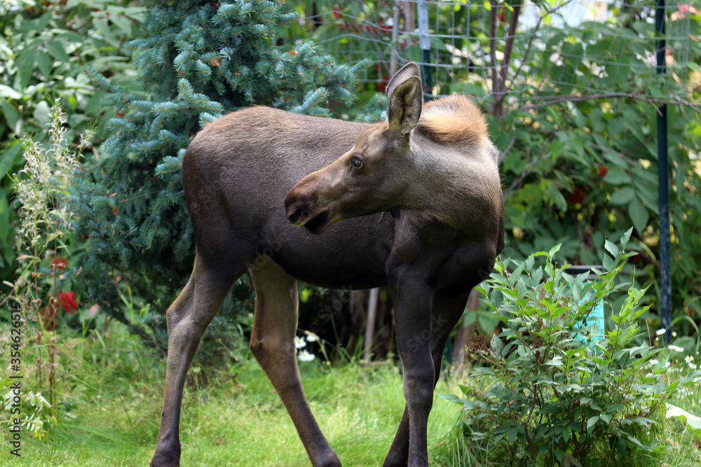 Fototapeta premium Moose Anchorage Alaska