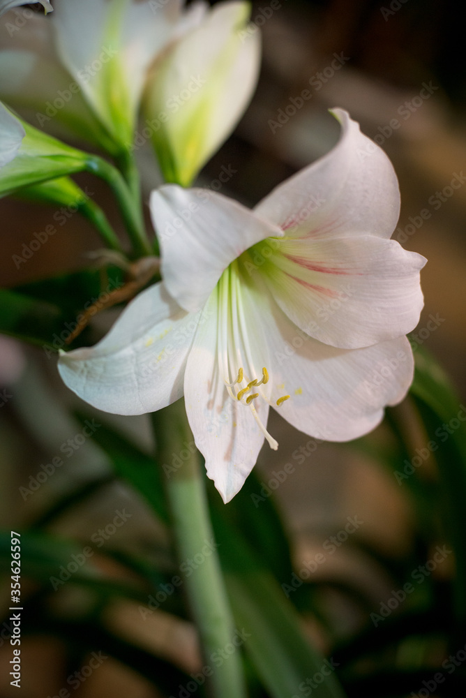 white lily in a botanical garden on a green background white lily in a botanical garden on a green background
