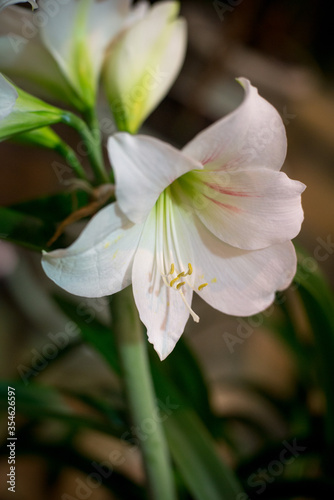white lily in a botanical garden on a green background
