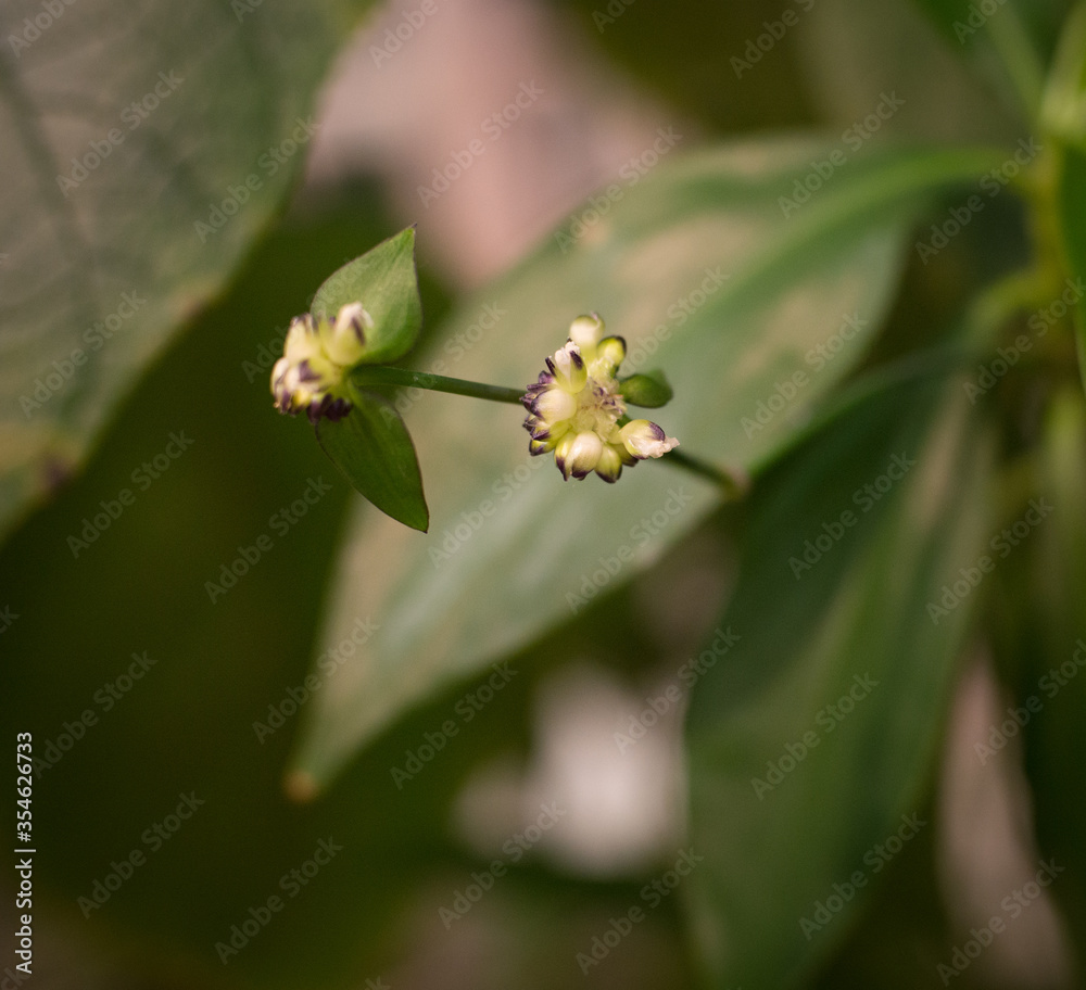 white small flowers in a botanical garden on a green background white small flowers in a botanical garden on a green background