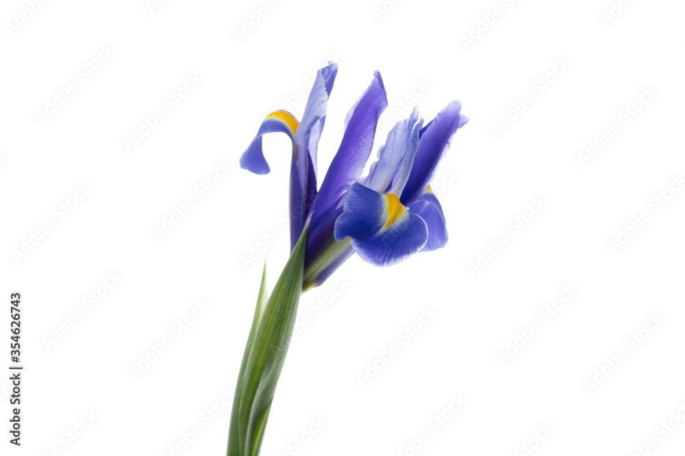Iris blue magic. Close up beautiful flower isolated on white studio background. Design elements for cutting. Blooming, spring, summertime, tender leaves and petals. Copyspace.