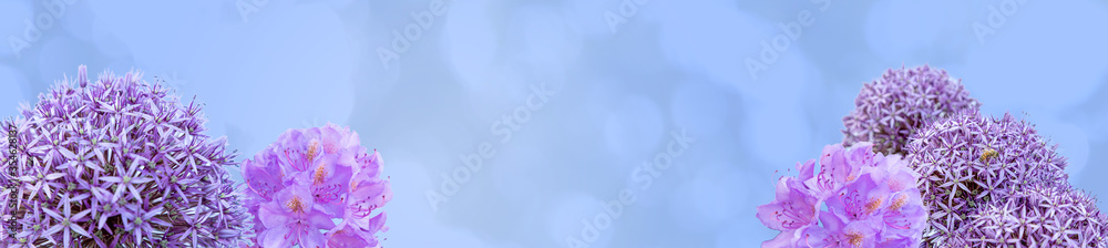 Zierlauch und Rhododendron Banner auf hellblauem Hintergrund Zierlauch und Rhododendron Banner auf hellblauem Hintergrund