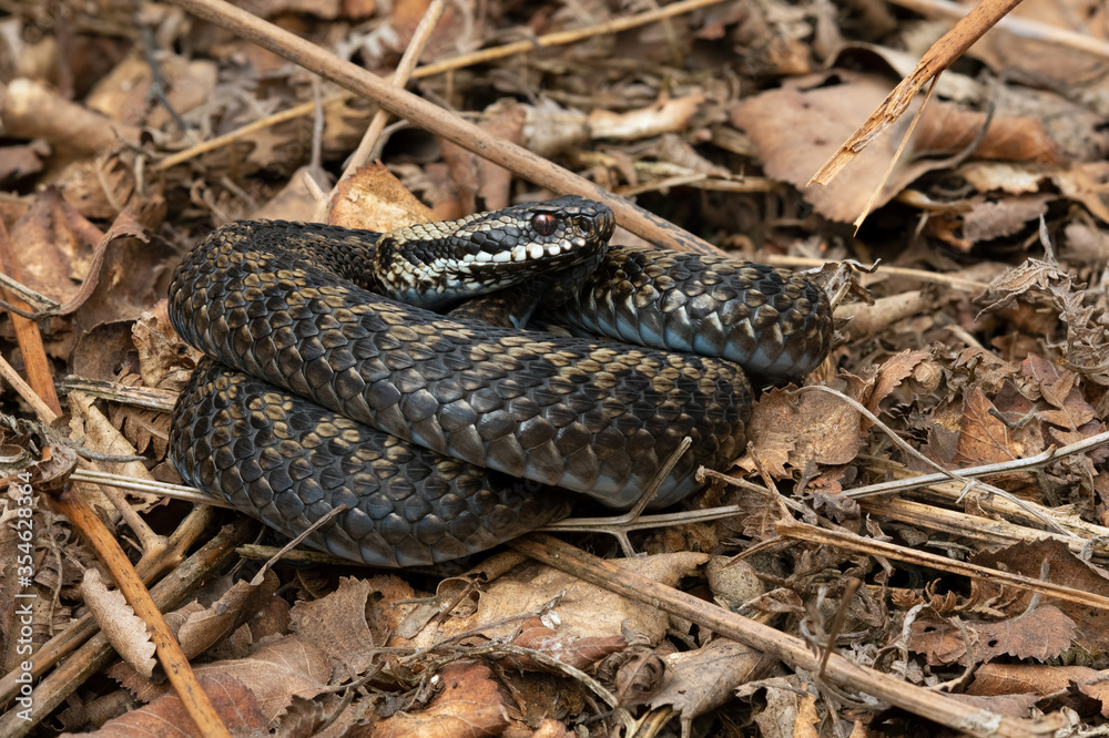 Coiled Adder (Vipera berus) basking in leaf litter Coiled Adder (Vipera berus) basking in leaf litter