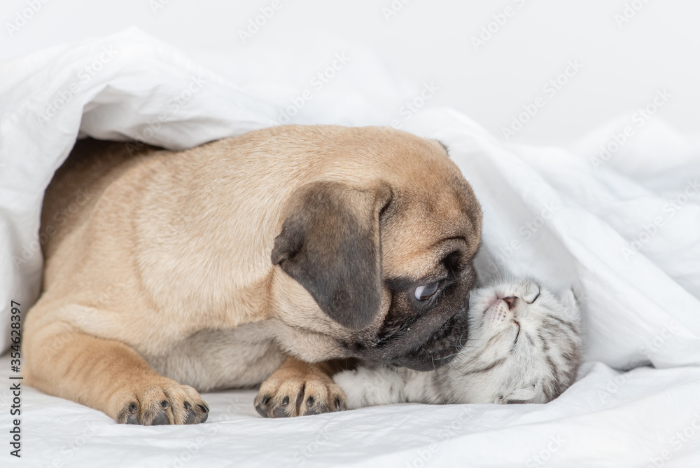 PLayful Pug puppy kisses baby kitten under a warm blanket on a bed at home