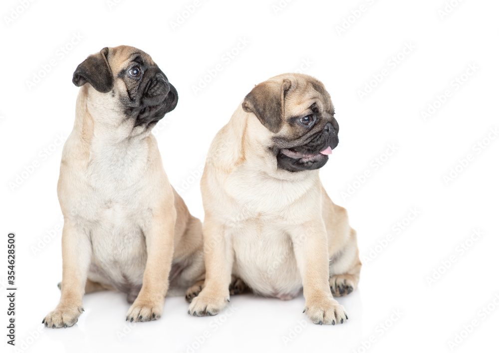 Two pug puppies sit together and look away. isolated on white background