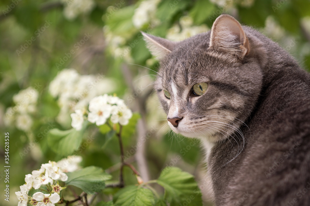 gray beautiful cat on the background of a flowering hawthorn tree. close up portrait gray beautiful cat on the background of a flowering hawthorn tree. close up portrait