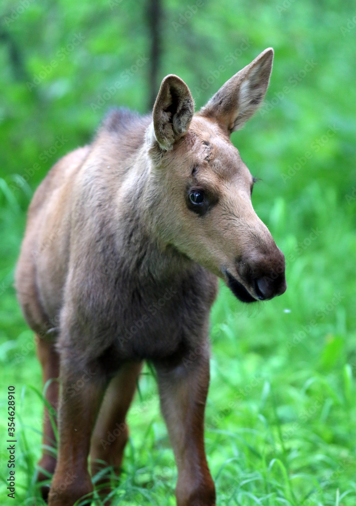 Moose Anchorage Alaska Moose Anchorage Alaska