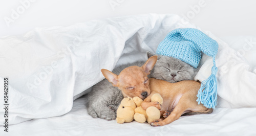 Baby kitten wearing warm hat hugs toy terrier puppy who embraces favorite toy bear. Pets sleep together under a warm blanket on a bed at home. Panoramic view. Empty space for text