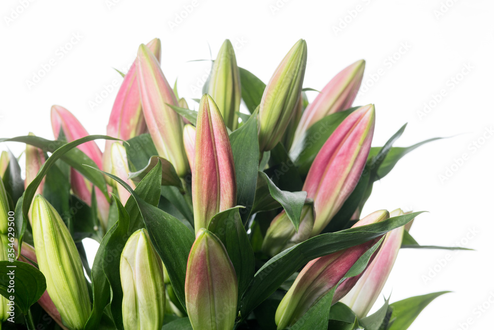 Bouquet of tender pink Lilium. Close up beautiful flower isolated on white studio background. Design elements for cutting. Blooming, spring, summertime, tender leaves and petals. Copyspace. Bouquet of tender pink Lilium. Close up beautiful flower isolated on white studio background. Design elements for cutting. Blooming, spring, summertime, tender leaves and petals. Copyspace.