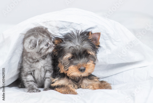 Kiten sniffs Yorkshire Terrier puppy under warm blanket at home. Empty space for text