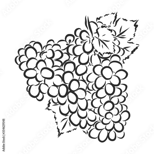 Sketch illustration of bunch of grapes, wine grapes, vector sketch illustration