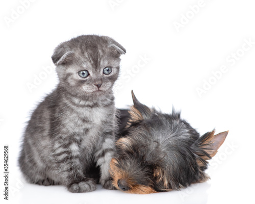 Tiny kitten sits with sleeping Yorkshire Terrier puppy. Isolated on white background