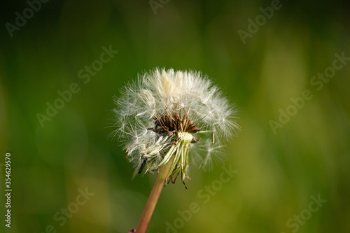 close up of dandelion flower