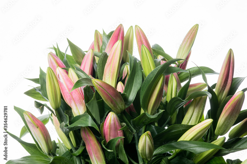 Bouquet of tender pink Lilium. Close up beautiful flower isolated on white studio background. Design elements for cutting. Blooming, spring, summertime, tender leaves and petals. Copyspace. Bouquet of tender pink Lilium. Close up beautiful flower isolated on white studio background. Design elements for cutting. Blooming, spring, summertime, tender leaves and petals. Copyspace.