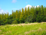 green pine tree forest on slope grass field mountain with bright blue sky