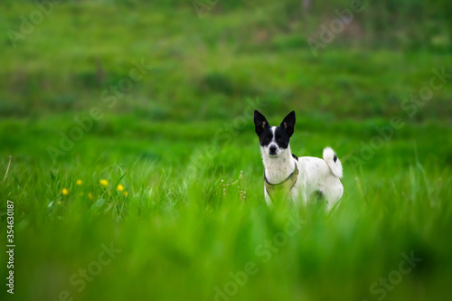 Full length basenji dog stands on the road on a path to a hollow green nature and man’s friend