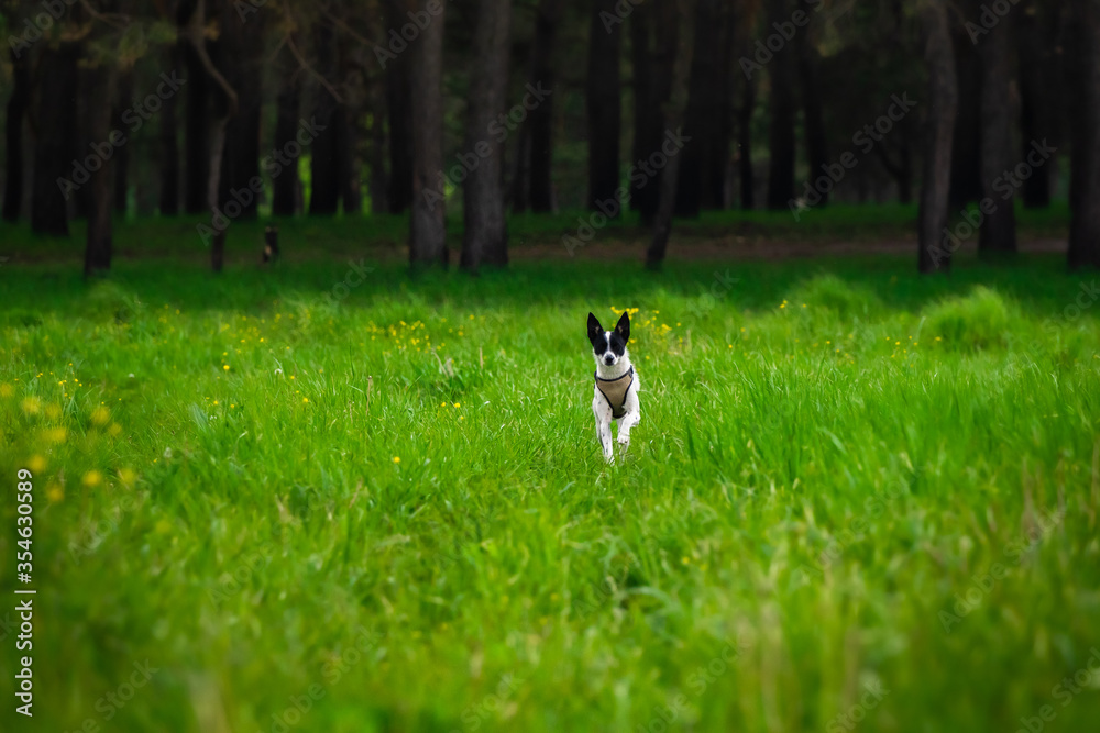The dog runs from the forest, the basenji walks The dog runs from the forest, the basenji walks