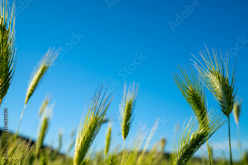 spikelets of wheat against the blue sky. close up