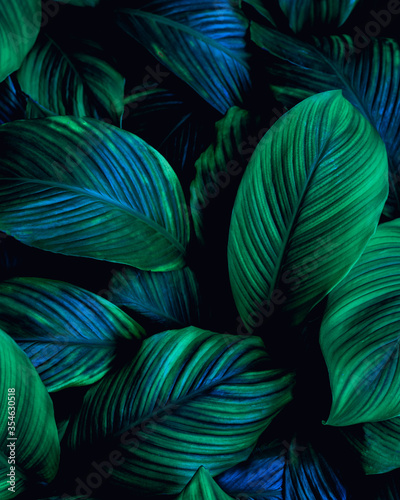 closeup nature view of green leaf background, dark wallpaper concept. #354630518