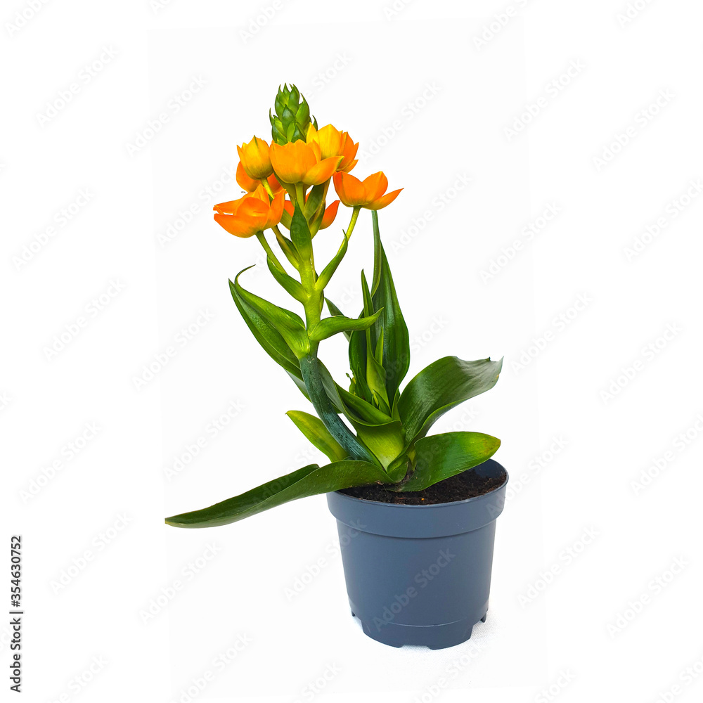 Orange flowers Ornithogalum Dubium. Flowering plant. Selective focus.