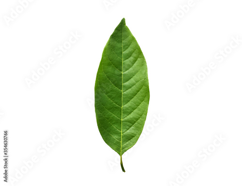 Oval shape green leaf on white background.