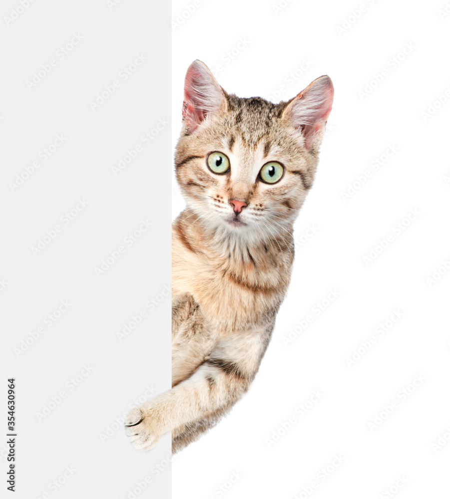 Adult curious cat looks from behind empty white banner. isolated on white background Adult curious cat looks from behind empty white banner. isolated on white background