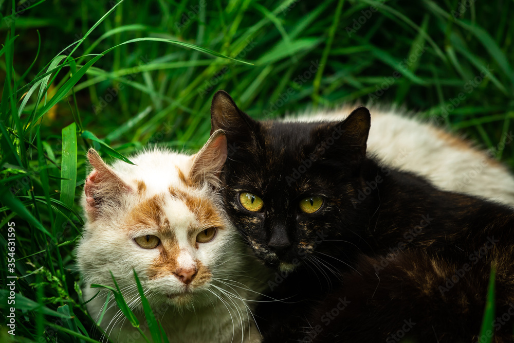 A cute couple of stray cats in the grass, love and comfort, homeless animals
