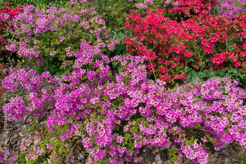 Background of Colorful Pink and Red Flowers during Spring in Long Island City Queens New York