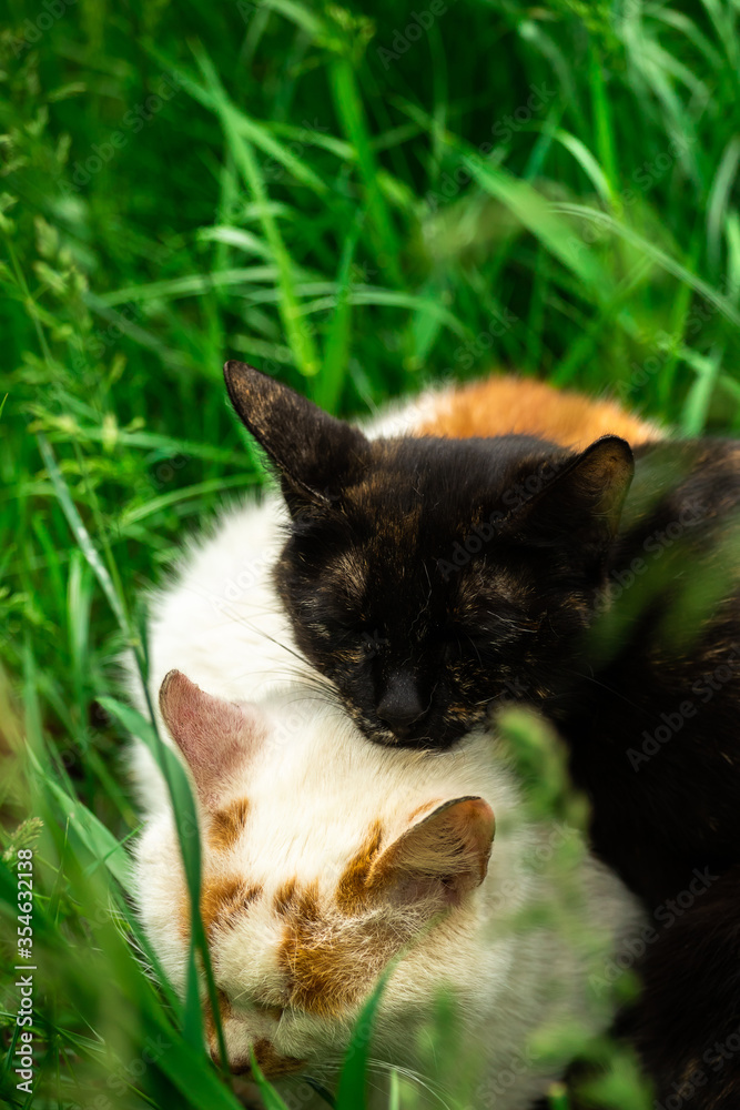 Animals basking in the warmth of each other lie in the grass, stray cats