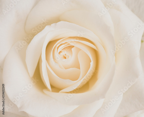 Close up white rose flower  nature concept background