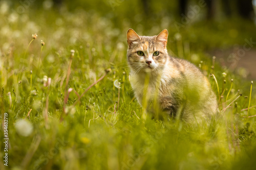 Ginger cat hiding in the yellow grass, a beautiful stray animal