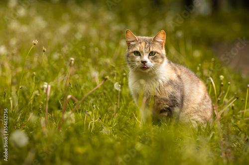 Ginger cat hiding in the yellow grass, a beautiful stray animal