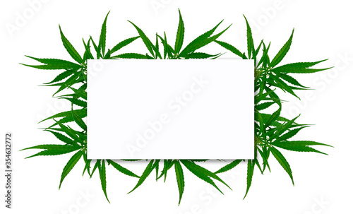 Cannabis green leaf isolated with white sheet background.clipping path